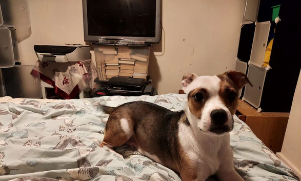 Lovely dog needs loving home