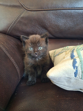 Last Persian Cross Kitten for Sale
