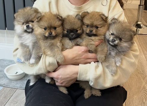 Last male Pomeranian puppy