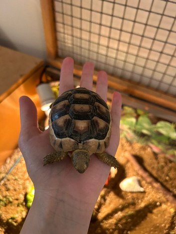 2 year old Herman&rsquo;s tortoise