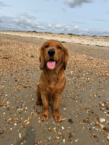 3 years old male for rehoming
