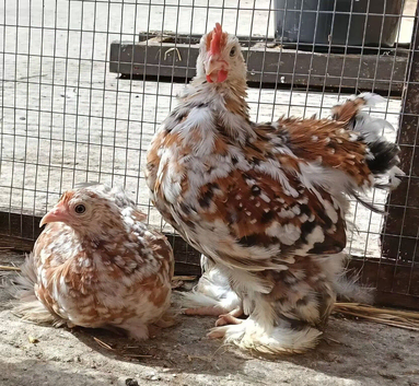 Millefleur Pekin Pair and Trio available
