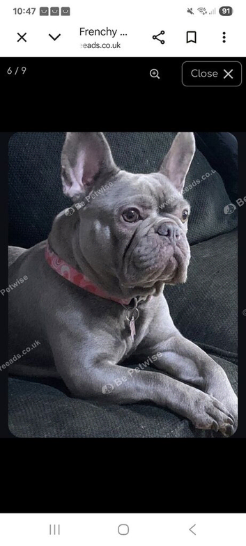Frenchyxbully