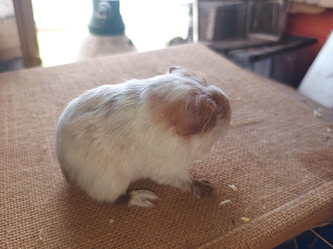 Available to reserve sows ( girls)