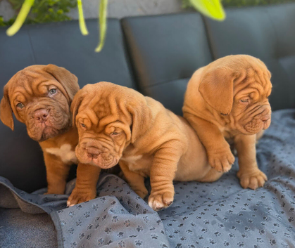 KC Registered Dogue de Bordeaux pups with champions