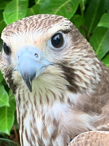 Male gyr-saker