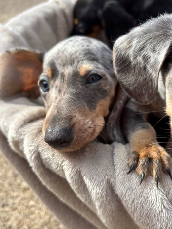 Miniature dachshunds