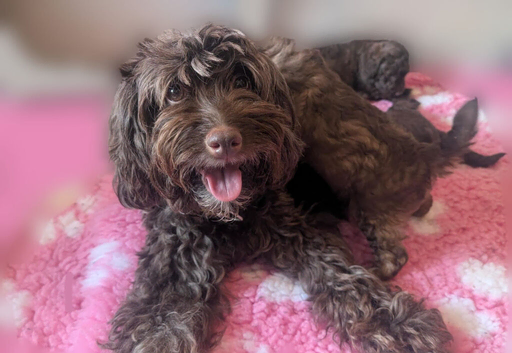 Rare chocolate cavapoos