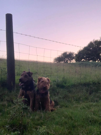 Welsh terrier