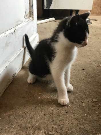 Beautiful farm kittens available