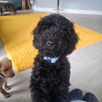 16 week old black cockapoo  for sale