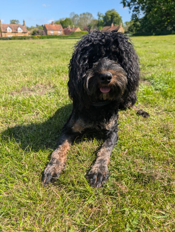Black and tan male cockerpoo