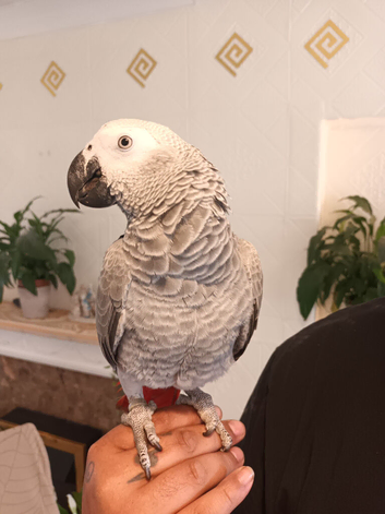 8 months African grey + cage