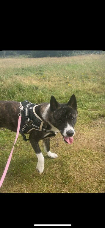 Female American akita