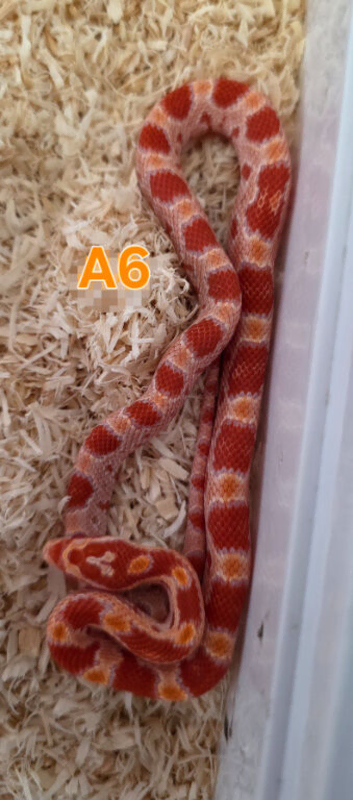 Baby Amelanistic corn snakes