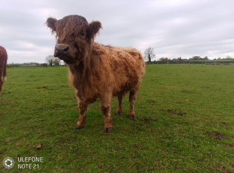 Highland cow and calf