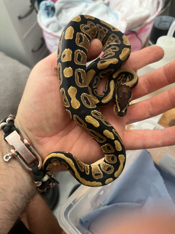 Baby ball python