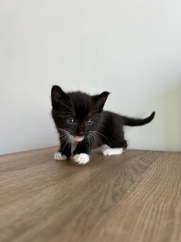 3 Fluffy Kittens