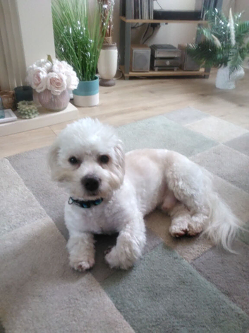 11‑Month‑Old Shihpoo Looking for His Perfect Person