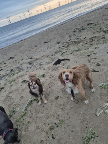 Cocker spaniel x chihuahua x puppies.