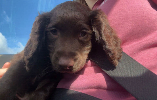 Beautiful cocker spaniel