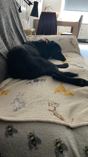 6 month old black Border Collie