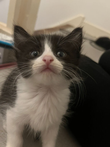 Litter of 4 kittens