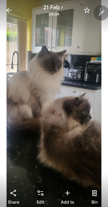 Beautiful male ragdoll kittens