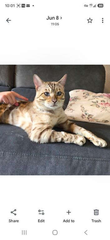SNOW BENGAL. For STUD