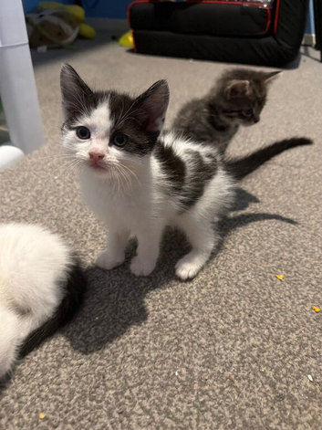 Kittens looking for homes