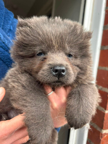 *READY* (1 LEFT) KC CHOW CHOW PUPPIES, BARGAIN