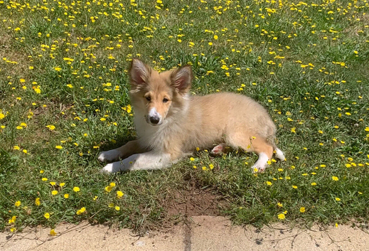 15 weeks old sable rough collie