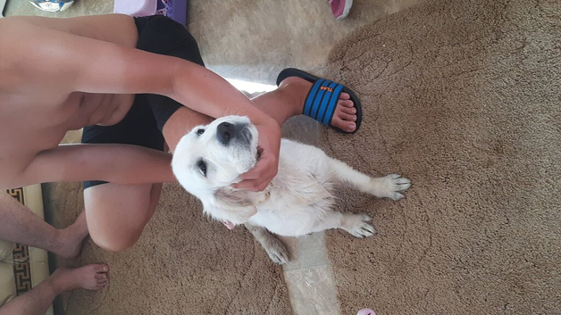 Golden retrievers girl kc reg