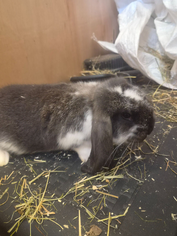 TWO BEAUTIFUL MALE GIANT FRENCH LOPS