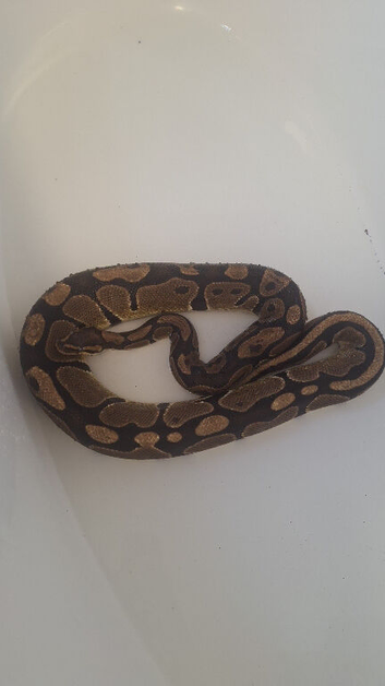Female ball pythons