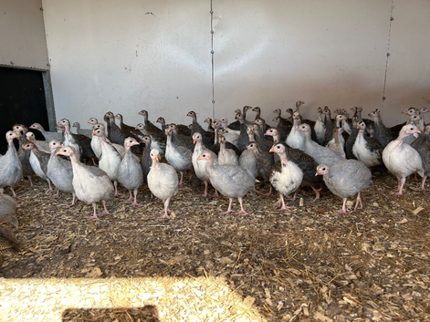Guinea fowl keets