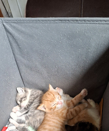 4 kittens .. 1 fluffly ginger girl, ginger boy, grey girl, and tabby girl