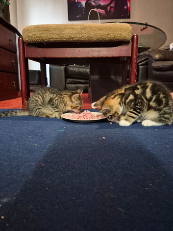 Kittens