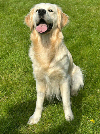 Stunning health tested golden retriever
