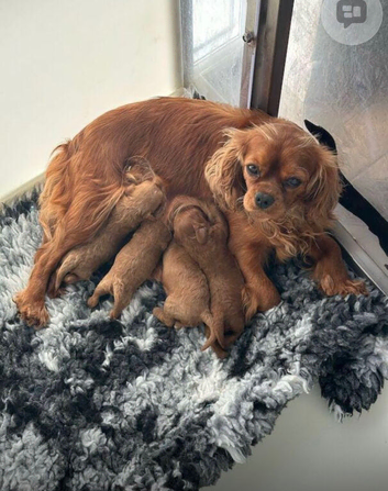 2 male &2 female cavapoo