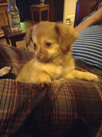 Chihuahua Boy - Ready for loving home