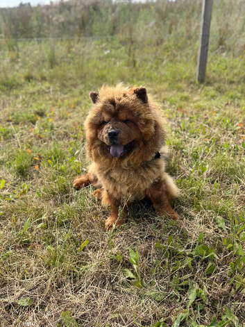 Chow chow proven stud