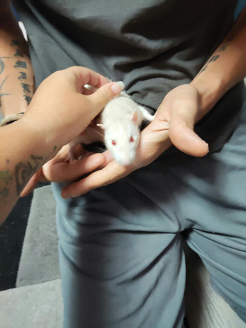 2 male rats
