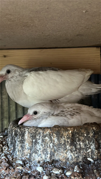 Pigeon