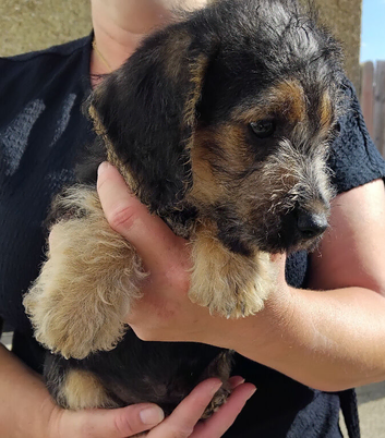 Jackapoo puppies