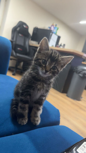 Mainecoon x bengal