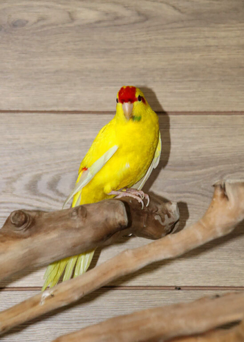Yellow and Green Kakariki,19