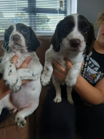 Chocolate roan cocker spaniel