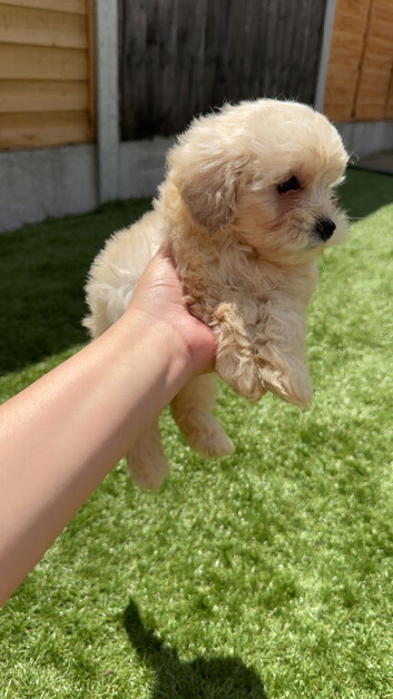 Beautiful 8 Week Old Cream Maltipoo Puppy &ndash; Leo