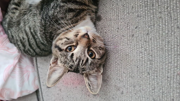 Tabby Kitten